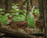 Tick expert: As diseases rise in NC, it’s time to stop being sentimental about Bambi