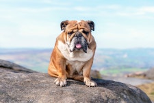 List of 26 Most Expensive Dog Breeds Contains Quite a Few Surprises