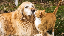 Golden Retriever Expertly Hides From the Cat to Score Coveted Window Seat