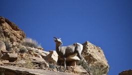 Why feds are asking people to avoid these popular Utah climbing spots, for now