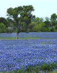 Want to plant a native Texas plant? Some are more friendly than others
