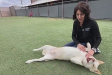 Las Vegas valley woman is driving force in saving lives of local animals