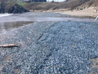 Smelly, jellyfish-like creatures wash up on Oregon beaches