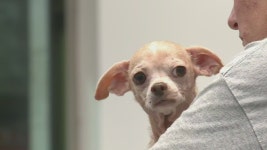 36 Chihuahuas rescued from hoarder property in Franklin County