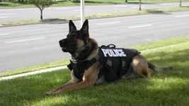 CSPD mourns the loss of retired K9 Diesel