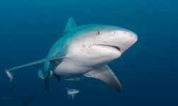 Tourist Loses Both Hands While Allegedly Trying to Photograph Shark