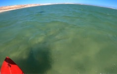 Kite surfer shocked when ocean creature leaps from waves. Australia video shows near-miss