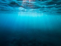 Deep-sea creature — able to glow in the dark — caught by trawlers. It’s a new species