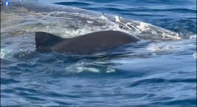 Large sharks now feasting on massive whale that died on Florida beach, video shows