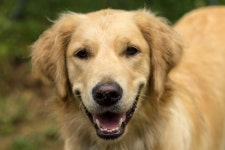 Photographer Shares How 2 Heartbreaking Losses Led Him to His Beloved Golden Retriever