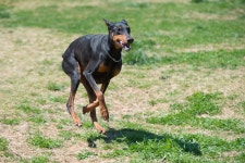 Overzealous Doberman Plowing Down Mom Is Why Every Home Needs a Camera