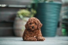 Doodle ‘Working Out’ With Dad Is a True Gym Bro at Heart