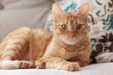 Orange Cat Is So Bewildered Over Size of New Pet Bed She Cant Even Move