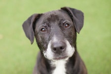 Moment Nervous Foster Dog Bravely Asks Mom for Pets Is Everything