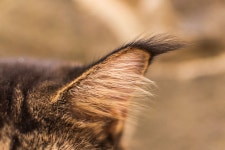 Maine Coon Overcomes Brain Injury for a Fabulous New Life and the Glow-Up Is Epic