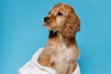 Golden Retriever Puppy Hilariously Takes Over Moms Bath Time with Exactly Zero Regrets