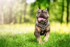 Frenchie ‘Breathing Colors’ After Important Nose Surgery Has Him Living Like a King