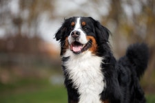 Bernese Mountain Puppy Overcomes Unbelievable Surgery to Remove 44 Stomach Surprises