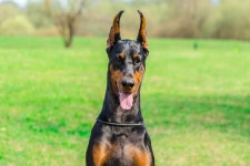 Doberman’s Epic Disappointment Steals the Show with New Baby’s Arrival