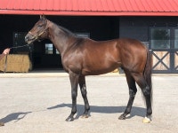 Combatant Filly Records Fastest Quarter During Day One Of OBS June Under Tack Show - Yahoo Sports Combatant Filly Records Fastest... 