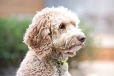 Doodles Precious Role in Gender Reveal Shows Just How in Tune Dogs Are with Their People