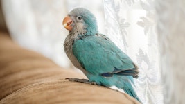 3 Little Parrots Sitting in a Pie Plate Getting Misted are the Picture of Pure Bliss