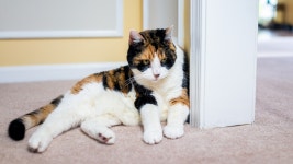 Cats Are in Total Cahoots with the Dog to Score Her Some Extra Treats