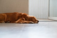 Golden Retriever Playing the Piano in His Dreams Is Beyond Adorable