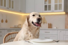 Video Showing Which Holiday Foods Are Safe for Dogs Is a Must-See