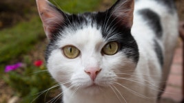 Cats Failed Attempt to Snuggle with Golden Retriever Gets an A for Effort
