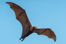 Giant Baby Bat Swimming Toward Rescuer After Getting Trapped in Pool Brings All the Feels