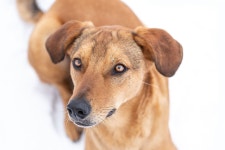 Story of Traumatized Rescue Dog Falling in Love With Moms Human Baby Is Pure Magic
