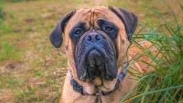 Mastiffs Patient Tail Wags While Waiting for Santa Photos Are Full of Sweetness