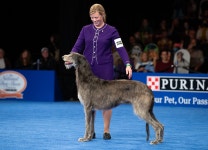 Everything We Know About The National Dog Show Best in Show Winner 2021