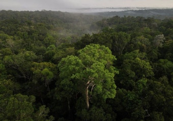 Amazon forest carbon emissions skyrocketed under Bolsonaro, study shows