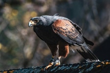 A wayward hawk has been attacking tall men - now the quiet town wants to save it