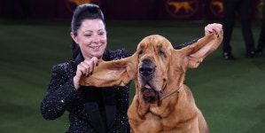 Trumpet the Bloodhound Wins Best in Show at the 2022 Westminster Dog Show