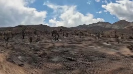 Wildfire in Mojave Desert destroys iconic Joshua trees