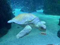 Mississippi Aquarium to celebrate 1 millionth guest