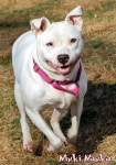 Joyful puppy loves people and is ready for new home