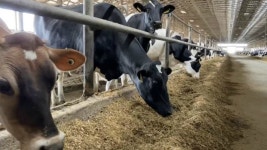 Avian flu detected in NC dairy cows
