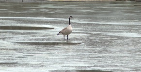 Dead geese found near Taunton lake being tested for bird flu