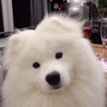 Puzzled GIFs - Find & Share on GIPHY