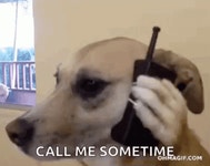 Hello Yes Hello Dog Here GIF - Hello Yes Hello Dog Here Cellphone - GIF 탐색 및 공유