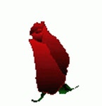 Rose Flower Sticker - Rose Flower Bloom - GIF 탐색 및 공유