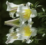 White Lily In Water GIF - White Lily In Water - GIF 탐색 및 공유