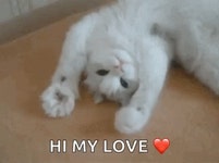 Kitty Kitten GIF - Kitty Kitten Lazy - GIF 탐색 및 공유
