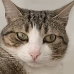 Thug Cat GIF - Thug Cat Thug Life - GIF 탐색 및 공유