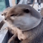 Surprise Wow GIF - Surprise Wow - GIF 탐색 및 공유