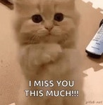 Miss You Cat GIF - Miss You Cat - GIF 탐색 및 공유
